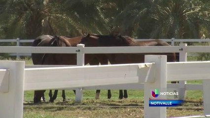Muere yegua bajo circunstancias sospechosas