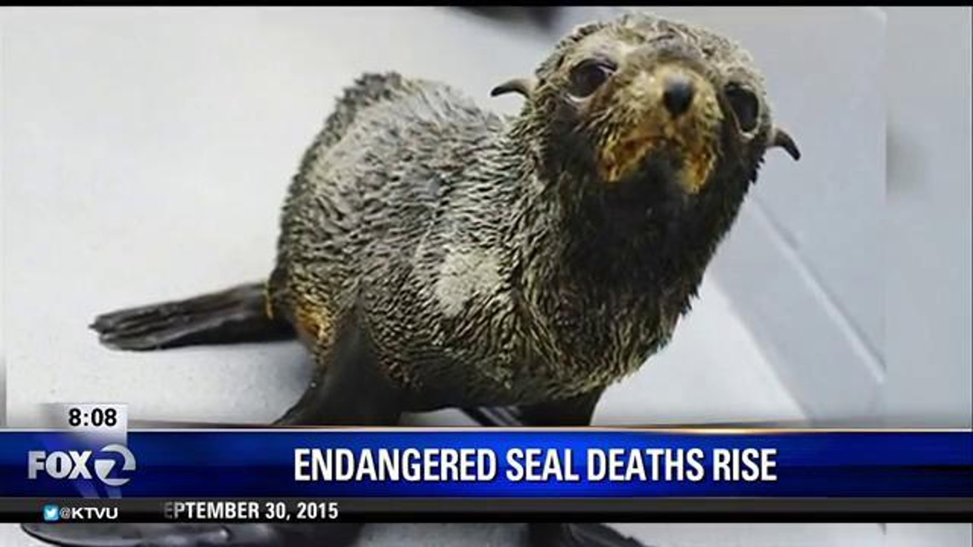 ⁣Endangered Seal Deaths On The Rise