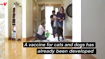 A COVID Vaccine for Cats and Dogs? Here’s the Lowdown