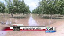 Plantíos severamente afectados por lluvia y granizo