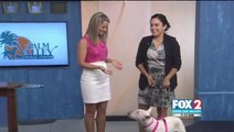 Macy the Bull Terrier is Looking for her FURever Home