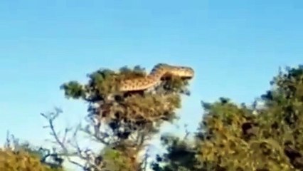 Viral Di Medsos.....Ular Besar Di Atas Pohon