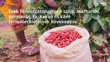 Hogyan tervezi az EU az erdőirtással kapcsolatos termékek betiltását?