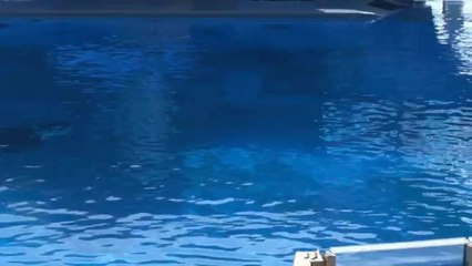 SEAWORLD TO HALT KILLER WHALE SHOWS