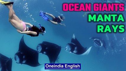 Manta Rays Flat Giant Sharks of the Ocean | Oneindia News