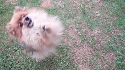 These Are The Most Popular Dog Names By Breed