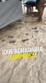 Estas tortugas bebé salieron de la nada debajo de una cama para ir al mar