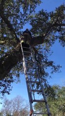 Firefighters Rescue Dog Stuck in Tree