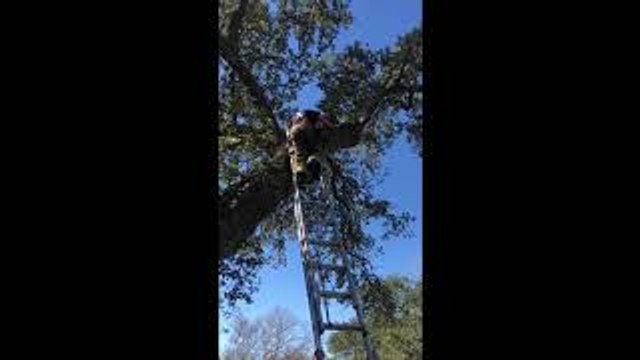 Firefighters Rescue Dog Stuck in Tree