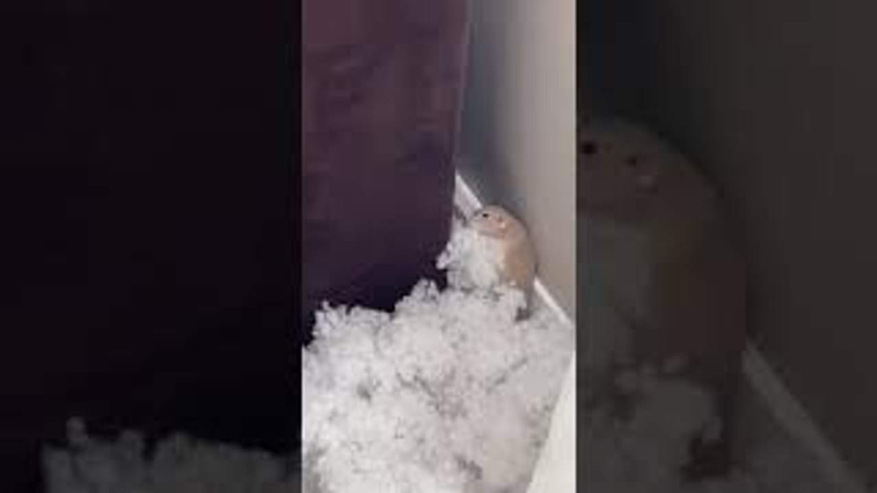 Rats Play in Couch Stuffing