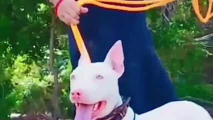 Largest And Most Powerful Dogs In The World