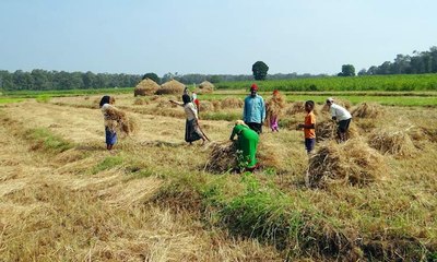 बढ़ती धान की खेती के साथ बढ़ती पराली की समस्या, ठोस विकल्प खोजने में सरकार विफल !