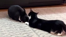 Cat Grooms His Bunny Friend