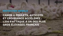Canon à poulets, asticots et croissance accélérée : L214 s'attaque à un des plus gros élevages français