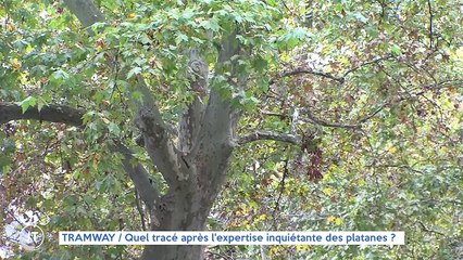 TRAMWAY / Quel tracé après l'expertise inquiétante des platanes ?