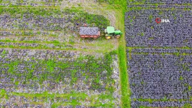 Bafra Ovası'nda üreticiye piyango... Kışlık sebze altın dönemini yaşıyor