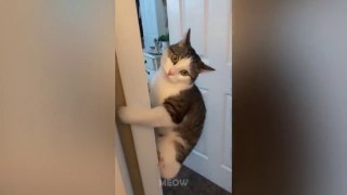 FUNNY CATS REACTION VIDEOS TRY NOT TO LAUGH | MEOW CAT