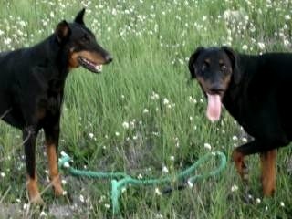 titi et alter dimanche