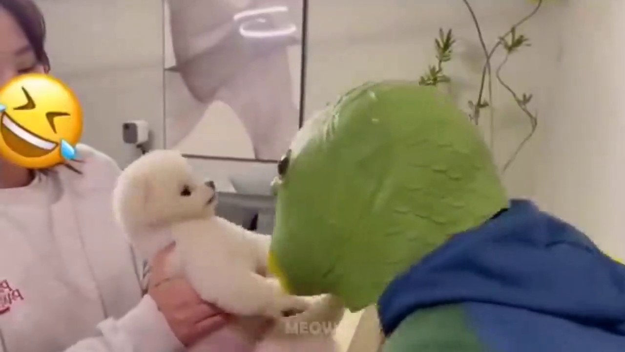 Funny Pets Cats Reaction To Toy Try not To Laugh | MEOW CAT