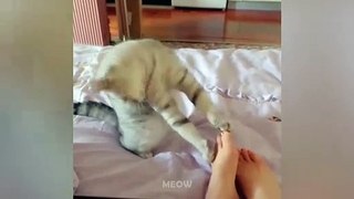Cats Like to Be Petted Funny Pets Reaction Videos | MEOW CAT