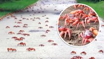 Millions of crabs are migrating to the ocean in Australia