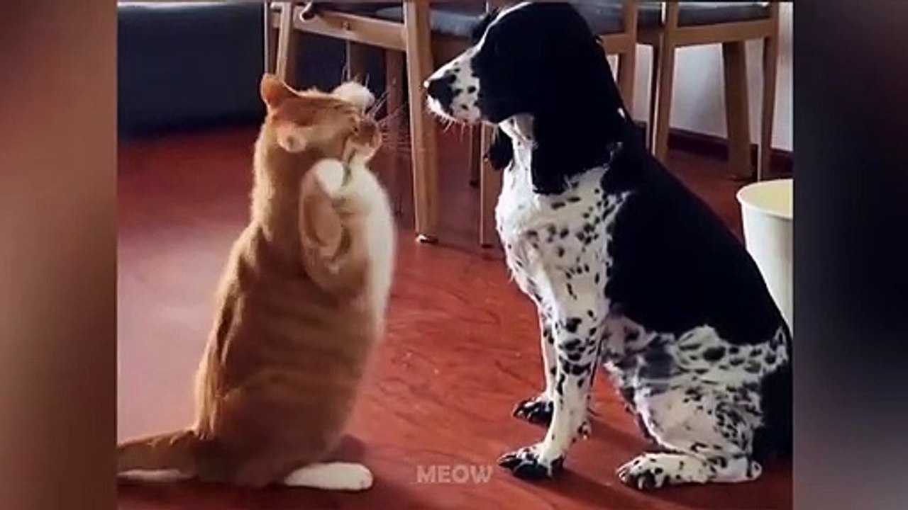 Cats And Dogs Awesome Friendship Funny Pet Videos | MEOW CAT