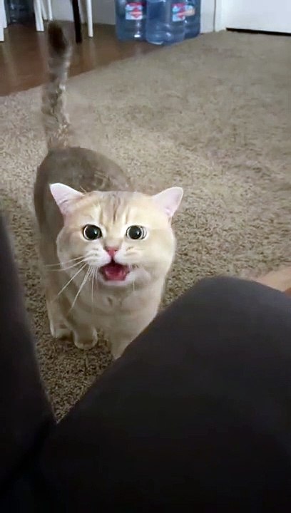 Cat Meow meow meow Don’t worry I’ll help my self  #shorts| MEOW CAT