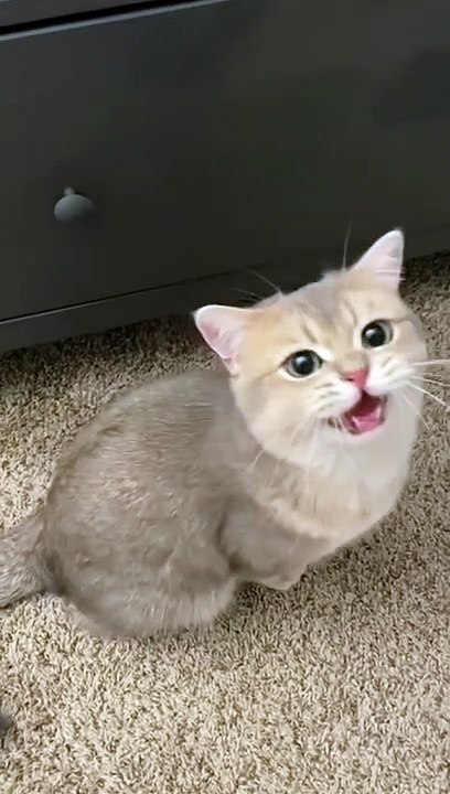 Meow meow meow cat flashback to 2021 when Cash was a kitten #shorts  MEOW CAT