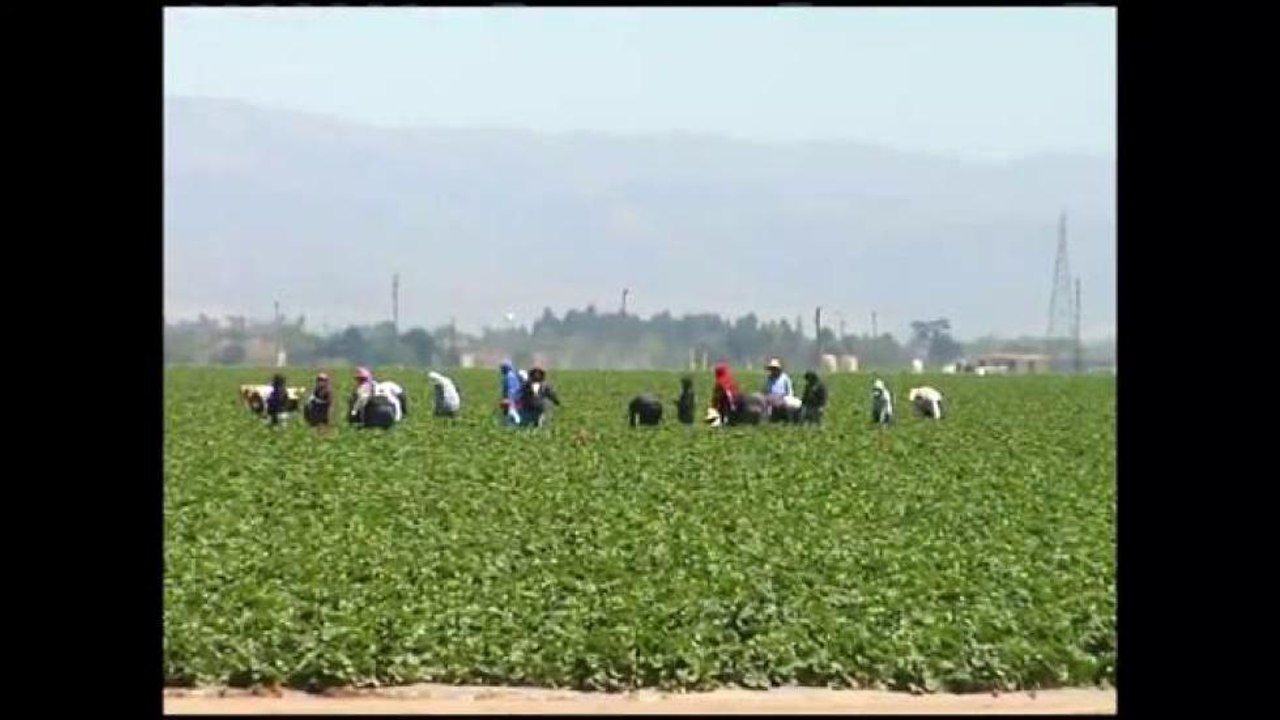 Reportar Accidentes en Campos Agrícolas