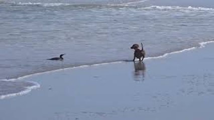 Dachshund and Cormorant Bird Have a Standoff