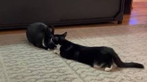 Cat Grooms His Bunny Friend
