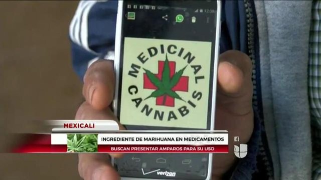 Buscan presentar amparos para uso de Marihuana en medicamentos