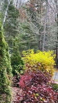 White-Tailed Deer Fight for Doe