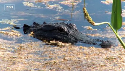 Impactante Momento Donde Vemos El Ataque De Un Caiman A Un Hombre Que Nadaba Para Salvar Su Vida