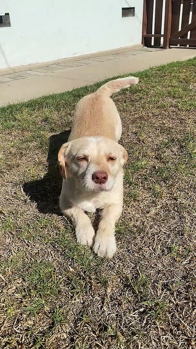 Cute Dog Crawls for Pets