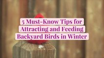 5 Must-Know Tips for Attracting and Feeding Backyard Birds in Winter