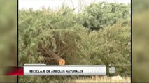 Reciclaje de Árboles de Navidad Naturales