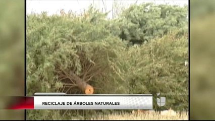 Reciclaje de Árboles de Navidad Naturales