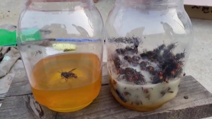 식약처, 말벌·불개미로 담금주·꿀 절임 만든 업체 적발 / YTN