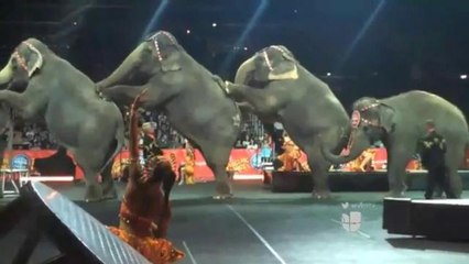 Ringling Brothers retirará elefantes utilizados en funciones