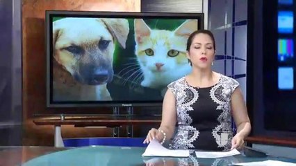 ¿Qué hacer si su mascota se pierde de casa?