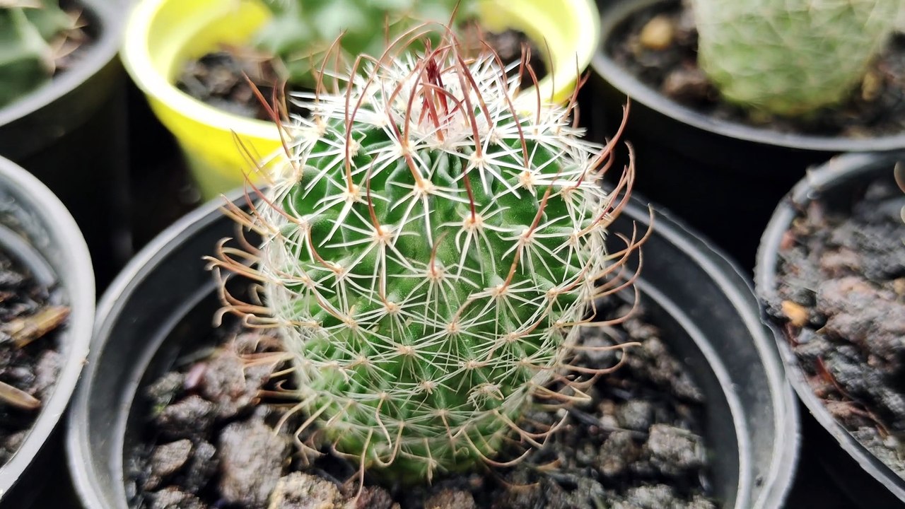 cactus stenocactus erectrocentrus