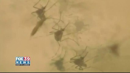 Zika virus targets newborns and pregnant women