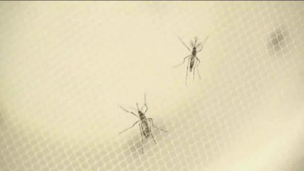Alerta de salud mundial por el virus Zika