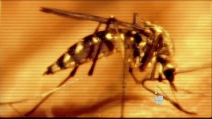 Impacto del Virus Zika en Estados Unidos