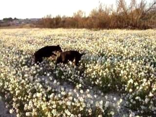 titi et alter dans une partie de jeux