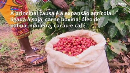 Como é que a UE quer travar produtos ligados à desflorestação?