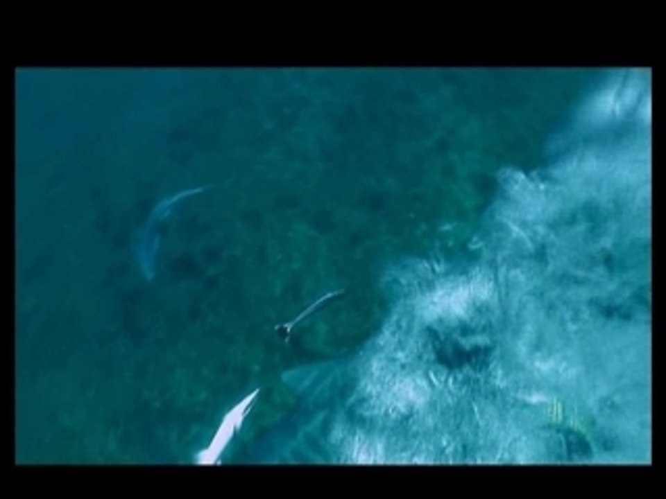 L'homme qui charmait les requins Extrait Fin