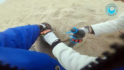 al rescate de las focas marinas