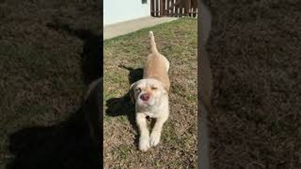 Cute Dog Crawls for Pets